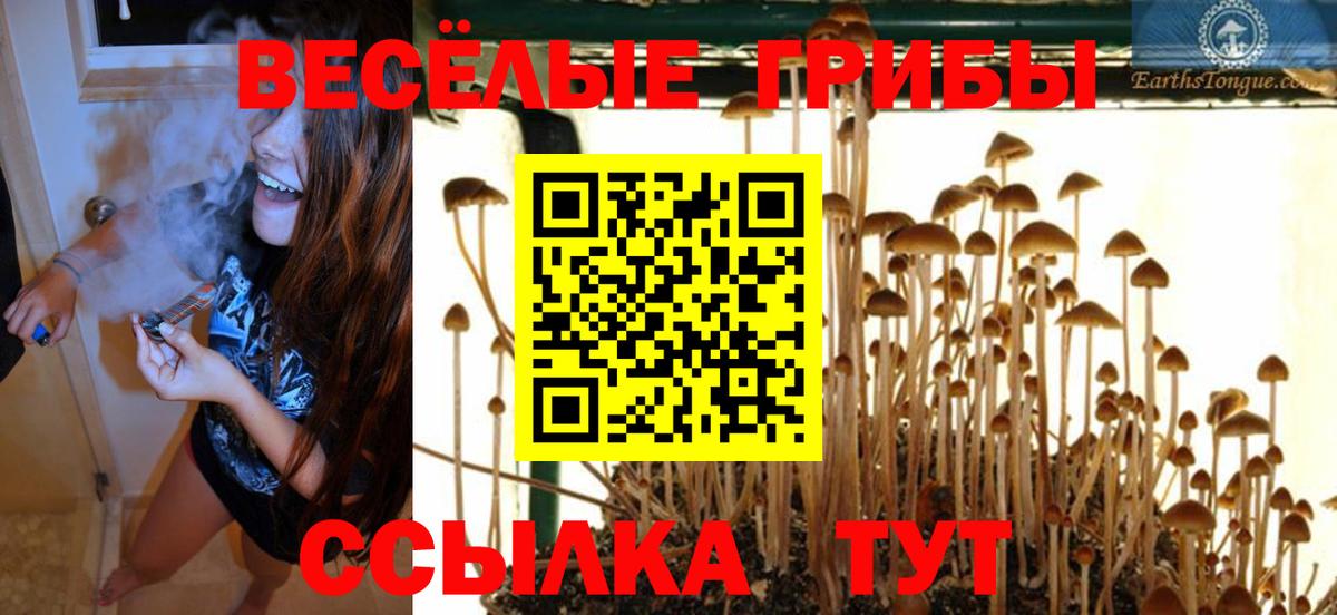 Клин  Псилоцибиновые грибы Psilocybe  Вход с VPN 